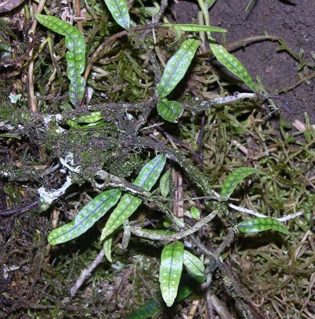 Microgramma 2