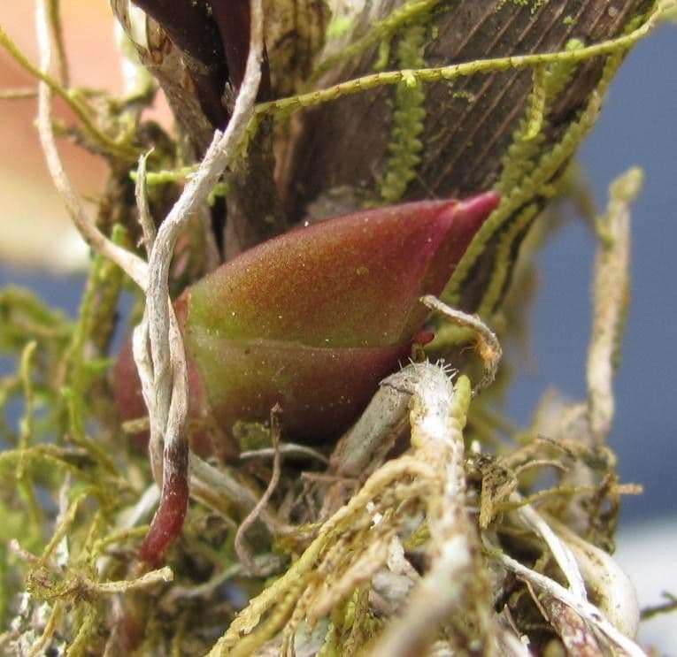 Orquídea caracol 4