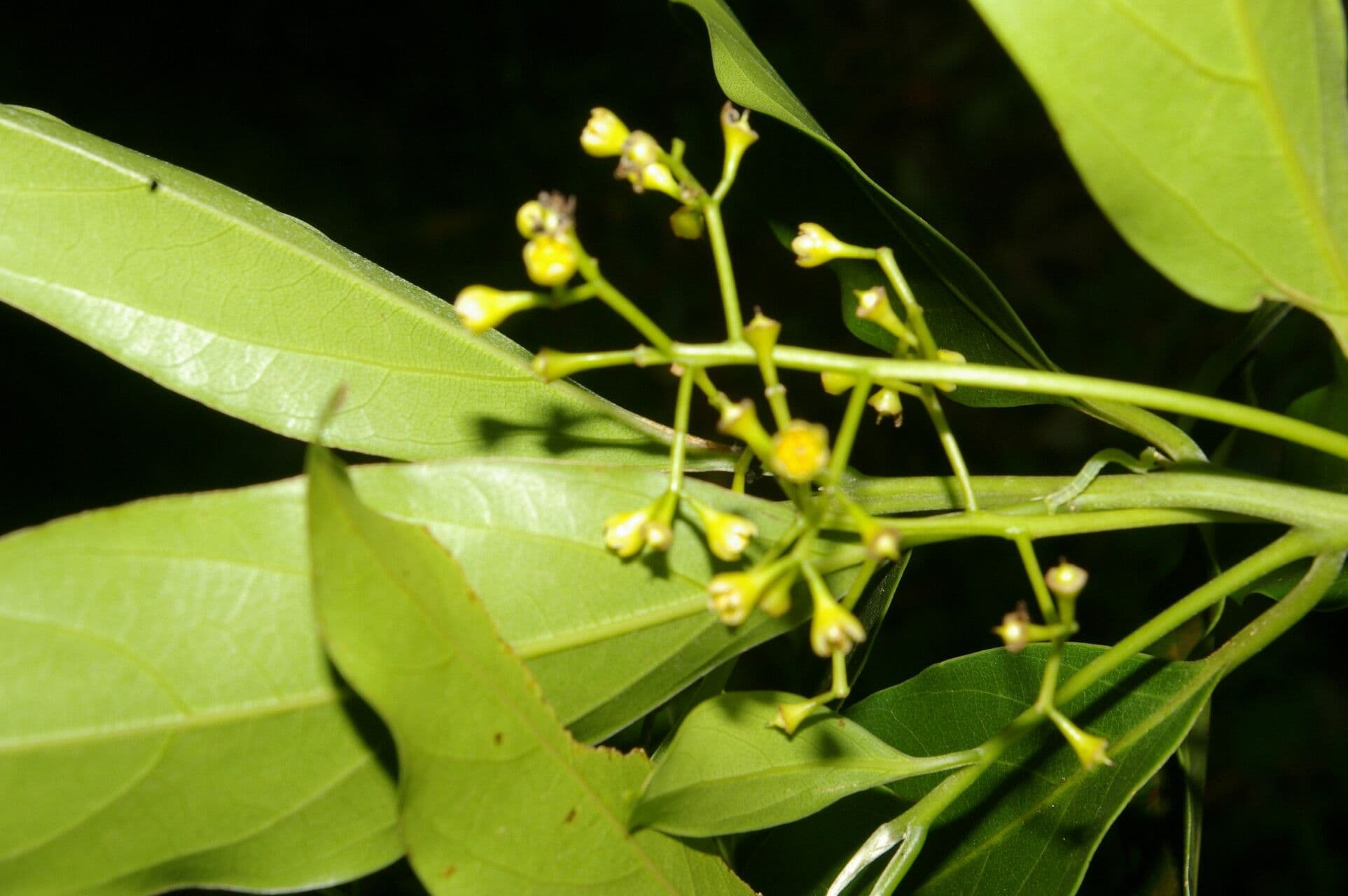 Ocotea 14