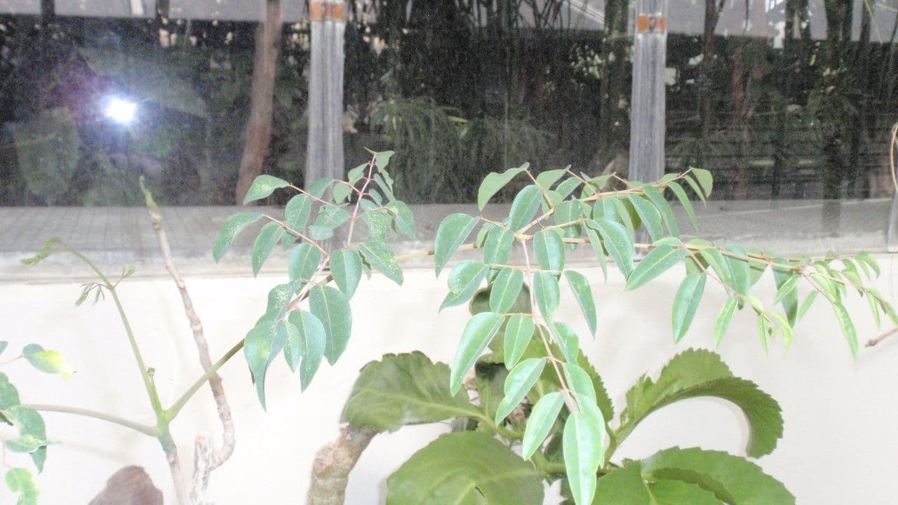 Hildebrandts Moringa
