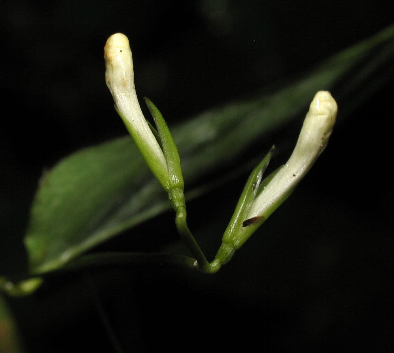 Maranta 2