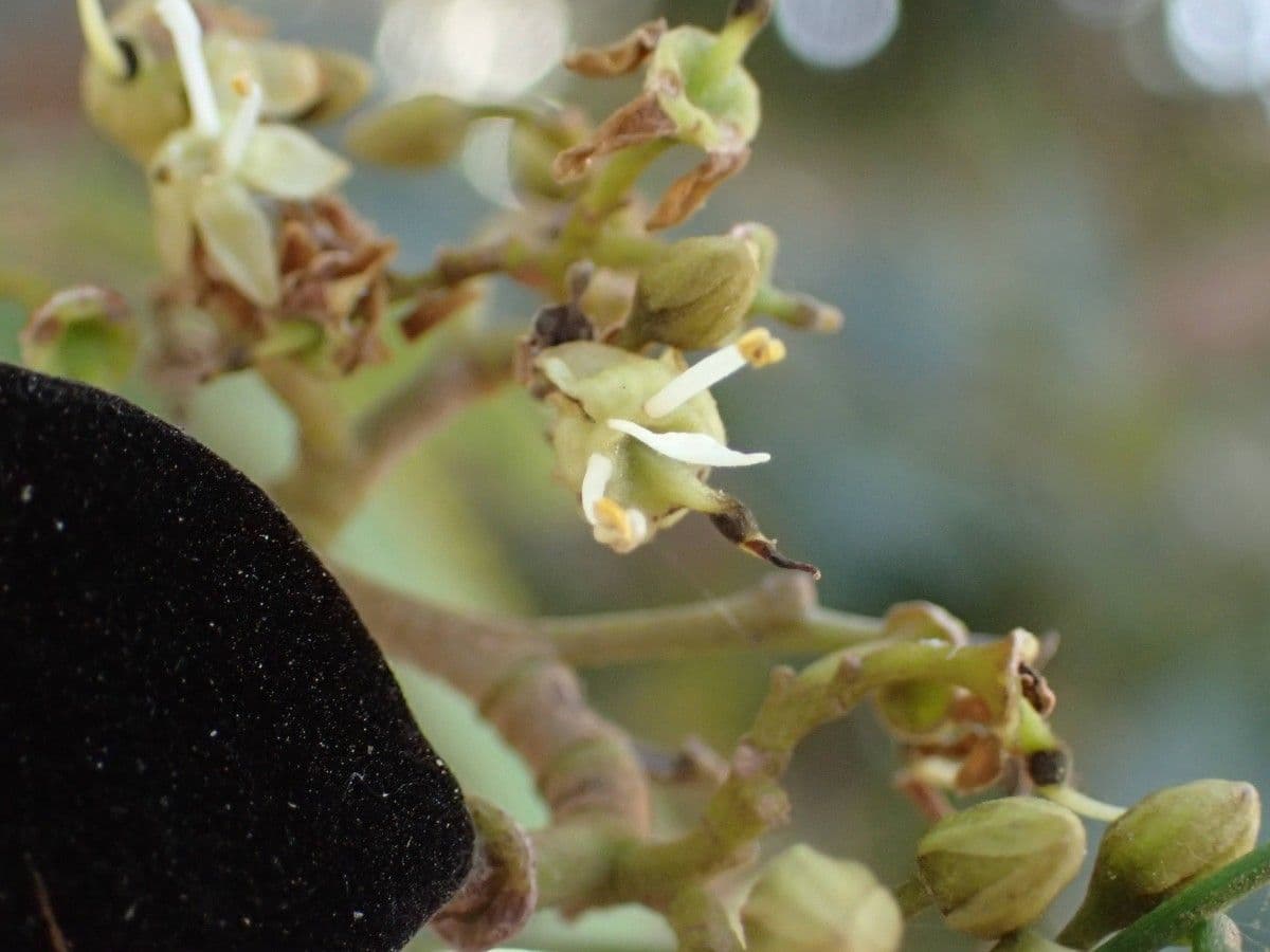 Dialium guineense 8