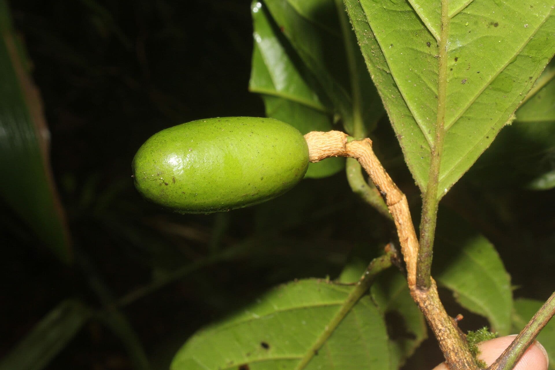 Beilschmiedia costaricense 4