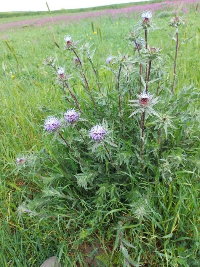 Blaue Distel 11
