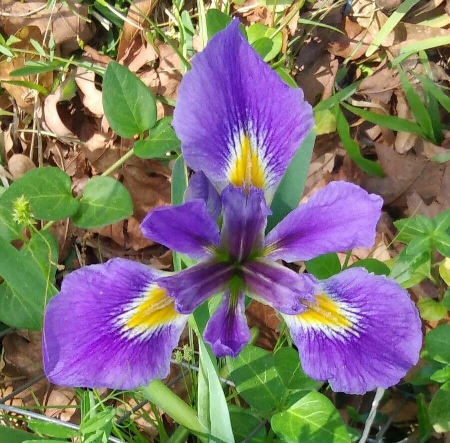 Iris 4