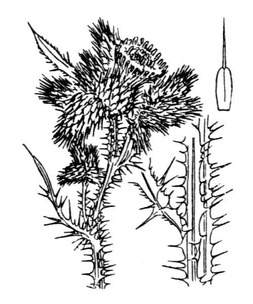 Cardo cretese 10