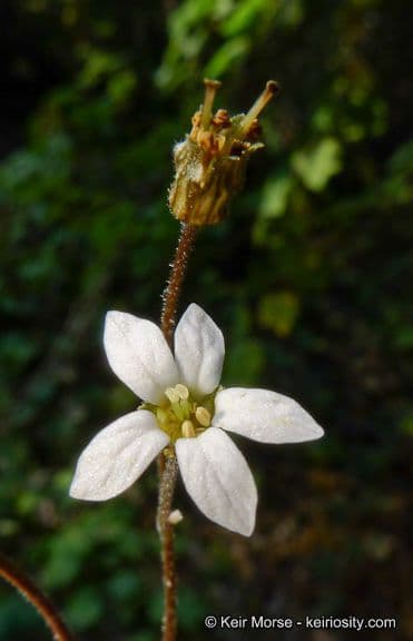 Jepsonia parryi 3