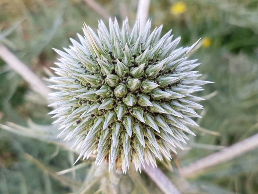 Great globe thistle 5