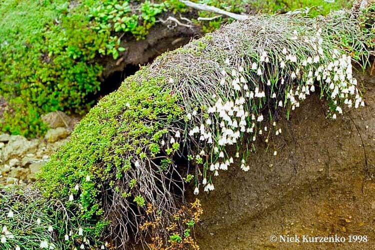 Cassiope tetragona 4