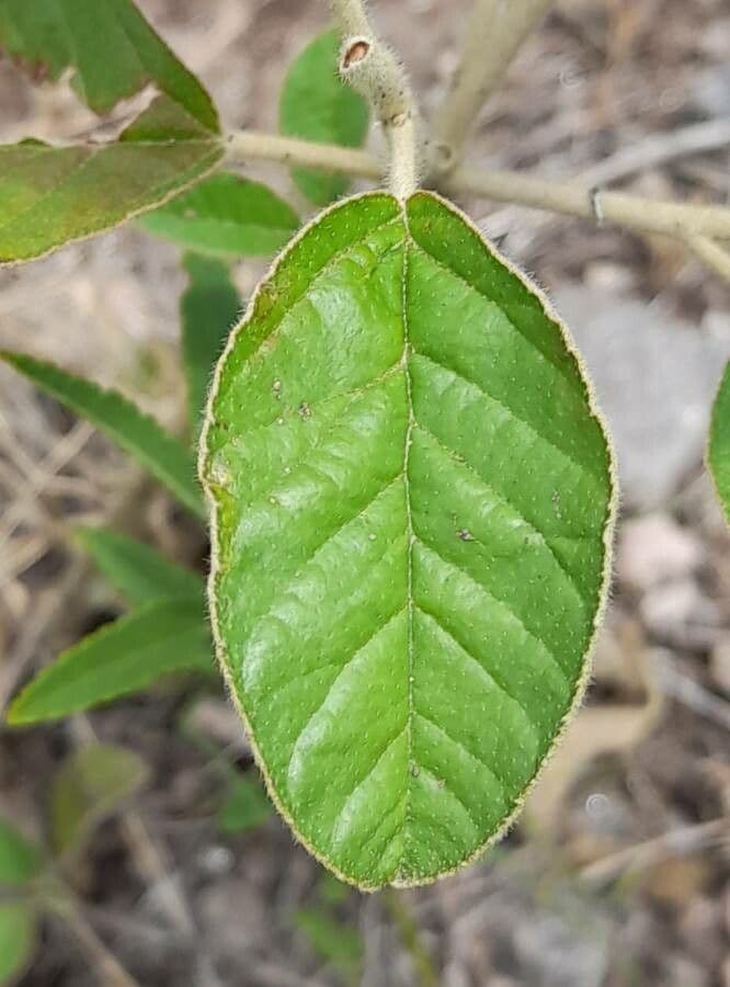 Croton 5