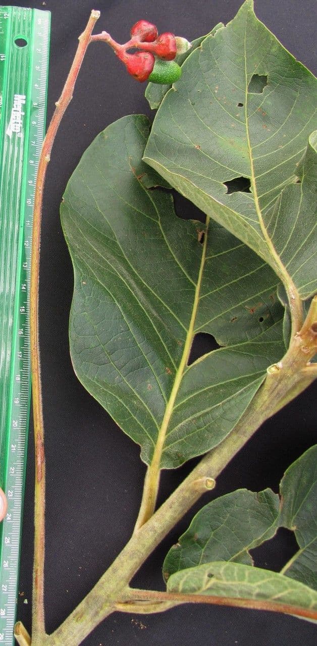 Ocotea 6