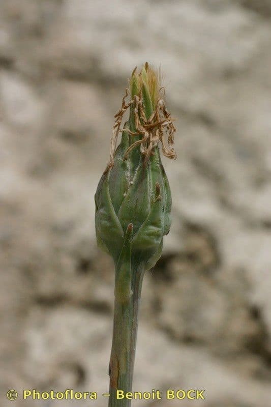Scorzonera austriaca 4