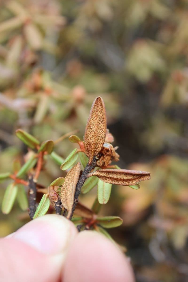 Rododendro 3