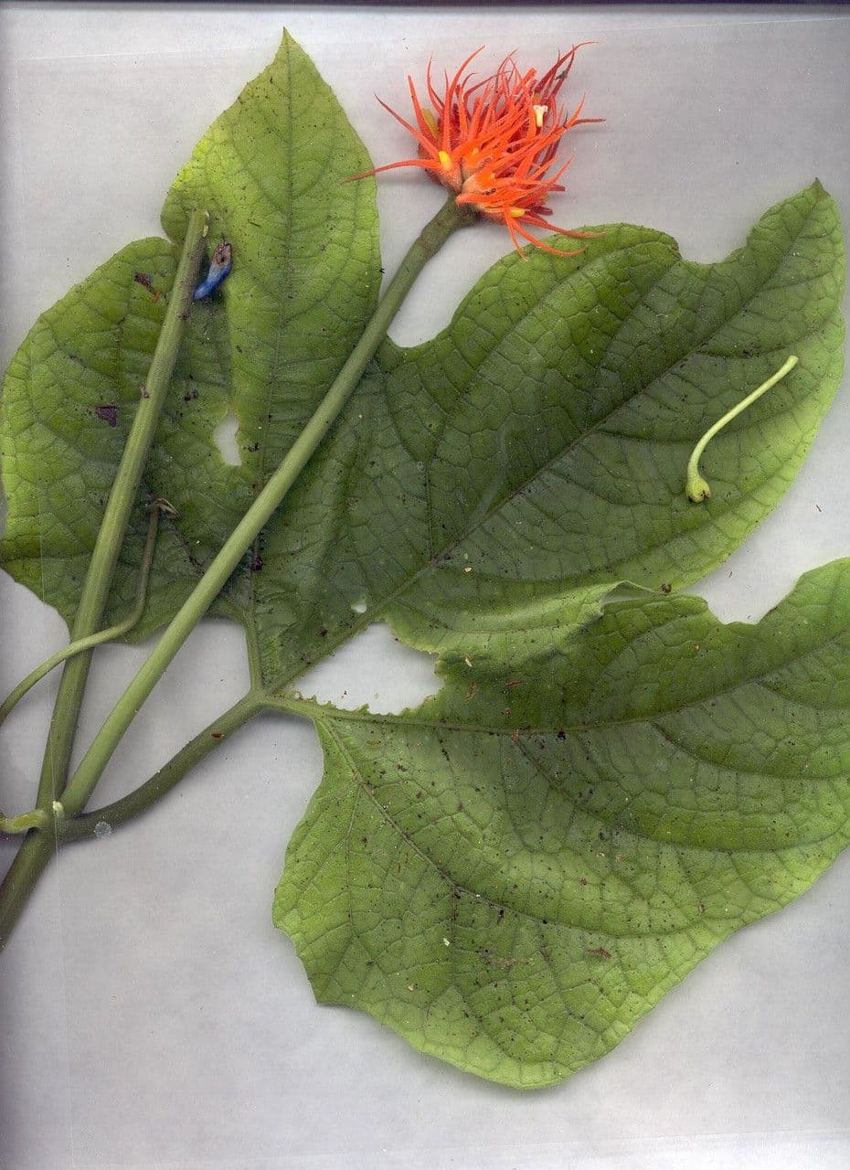 Cetriolo della giungla 22