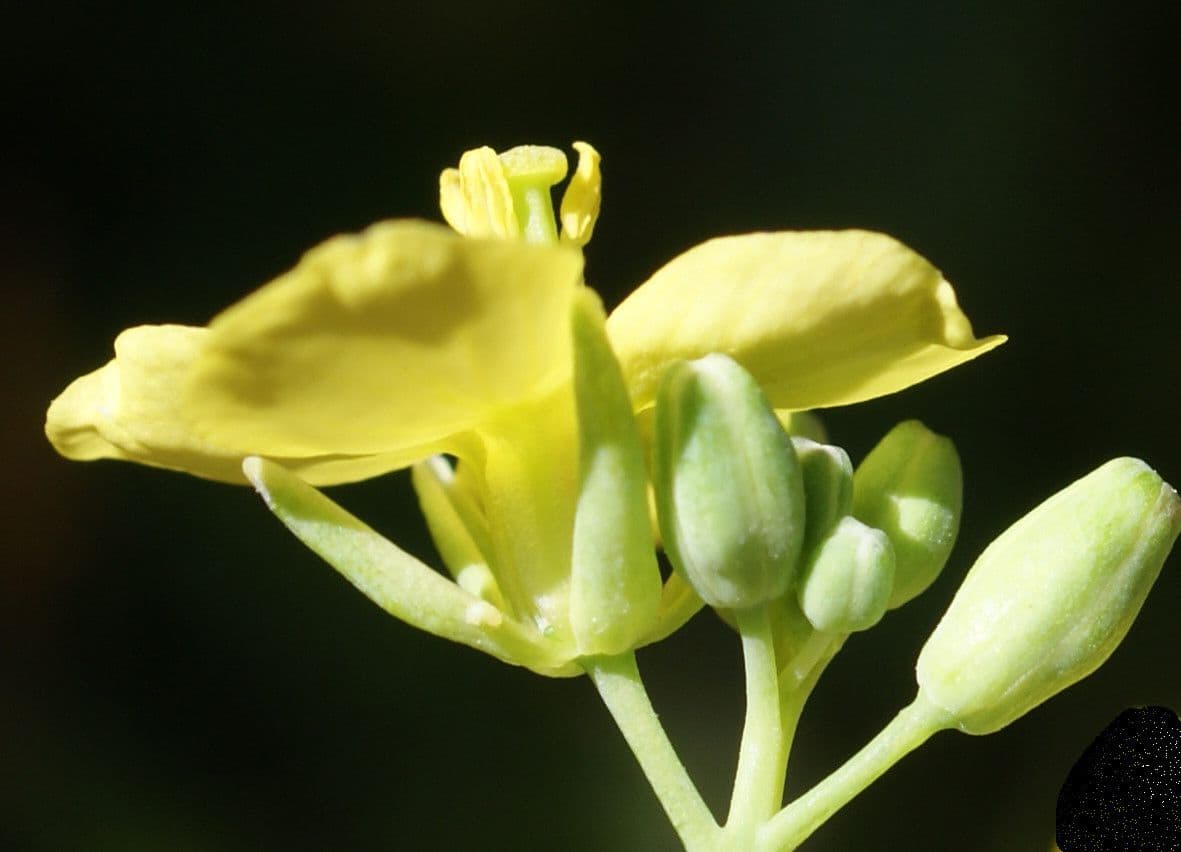 Conringia orientale 8