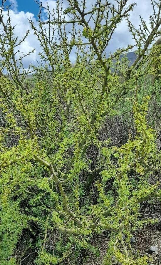 Parkinsonia praecox 9
