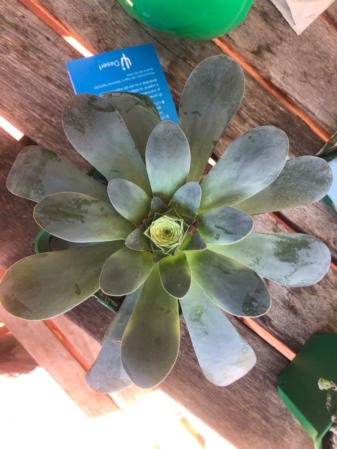 Aeonium 3