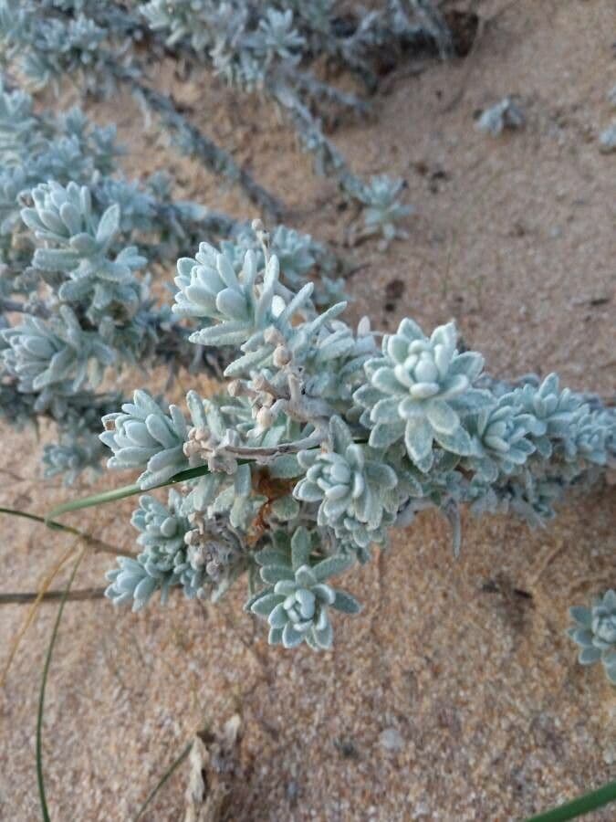 Achillea marittima 17