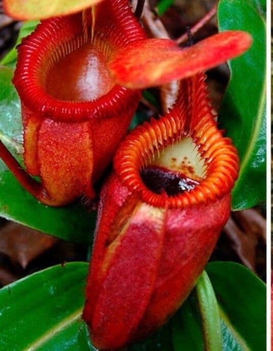 Hydnora 10