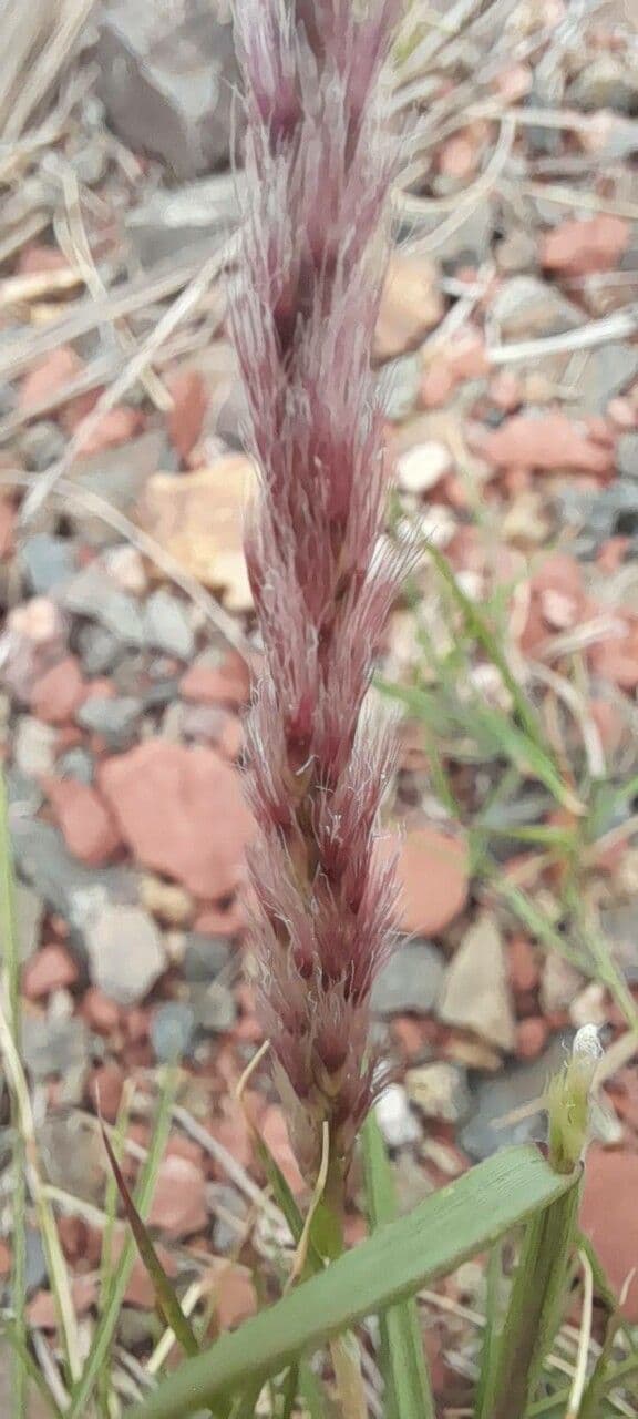 Pappophorum