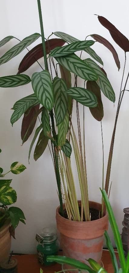 Ctenanthe setosa 9