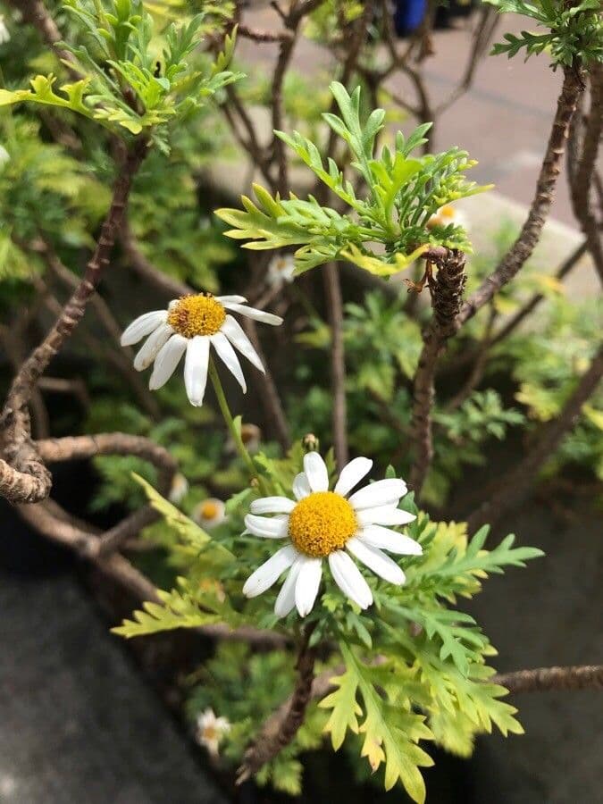 Argyranthemum 3