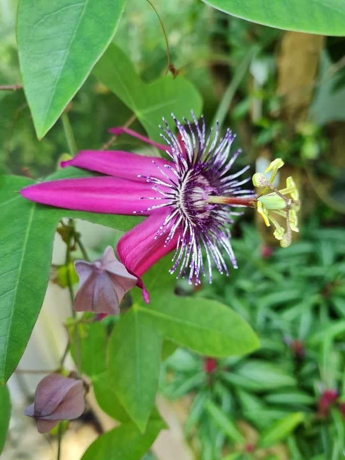 Passiflora ametista 4