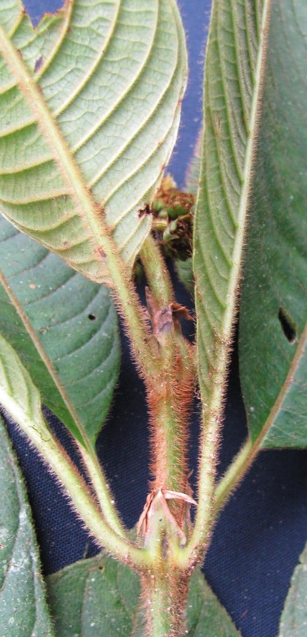 Psychotria 3
