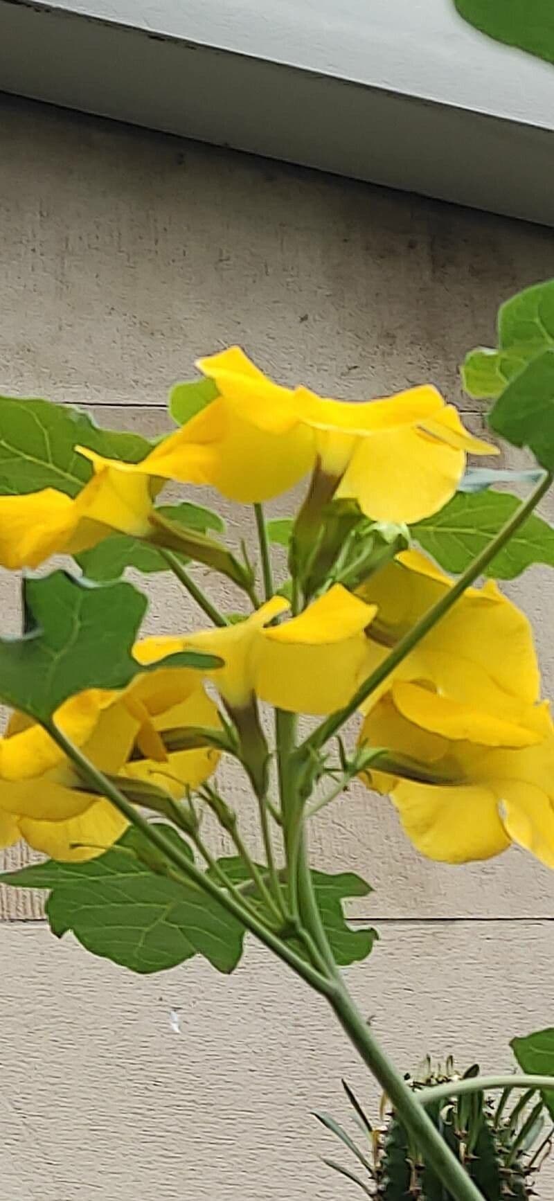 Uncarina