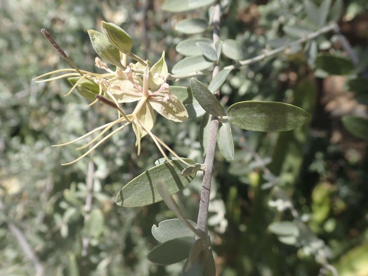 Cadaba farinosa 18