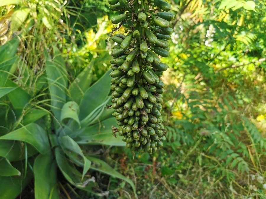 Agave lanuginosa 2