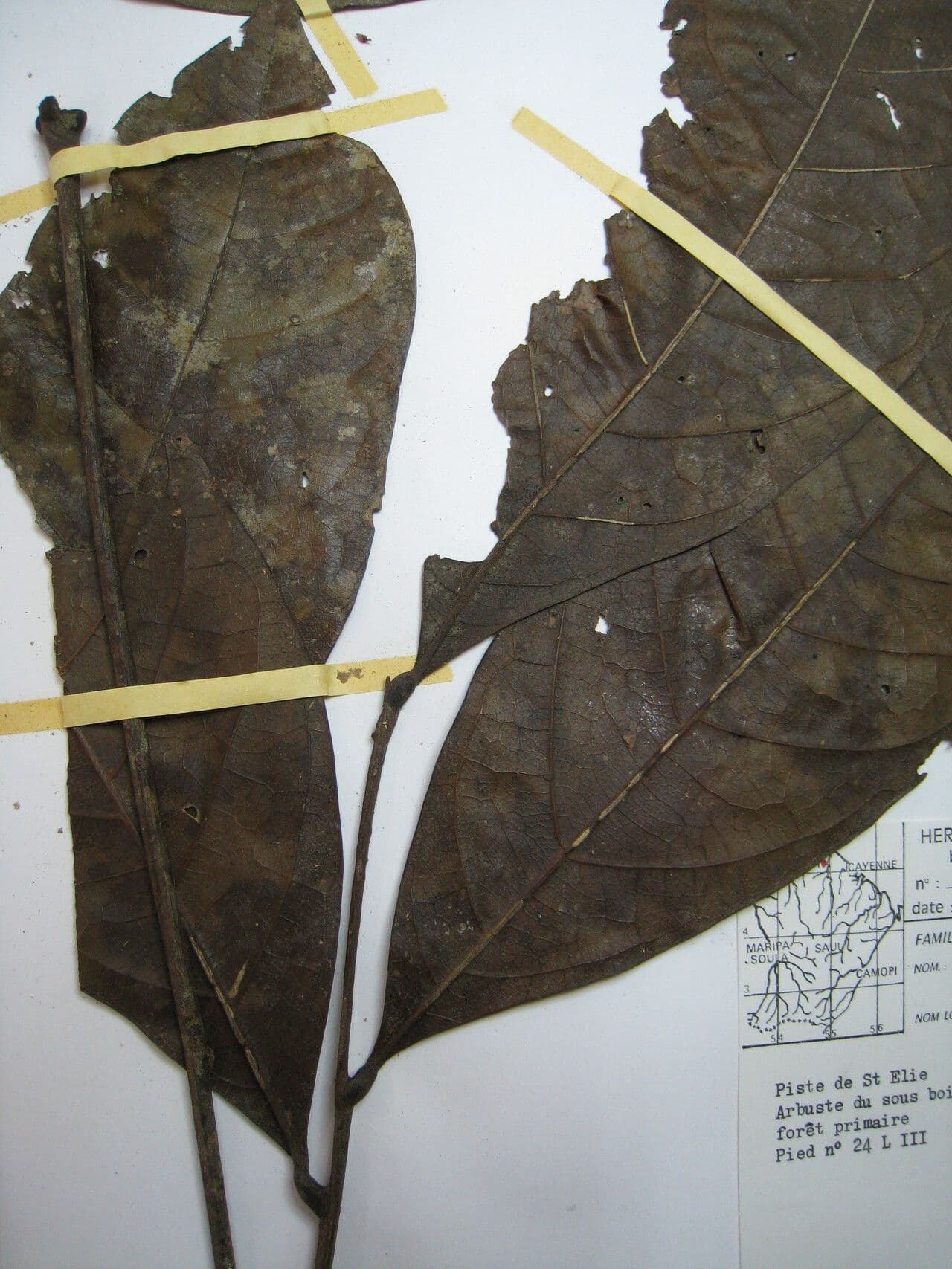 Talisia macrophylla 9