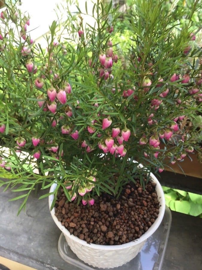Boronia 5