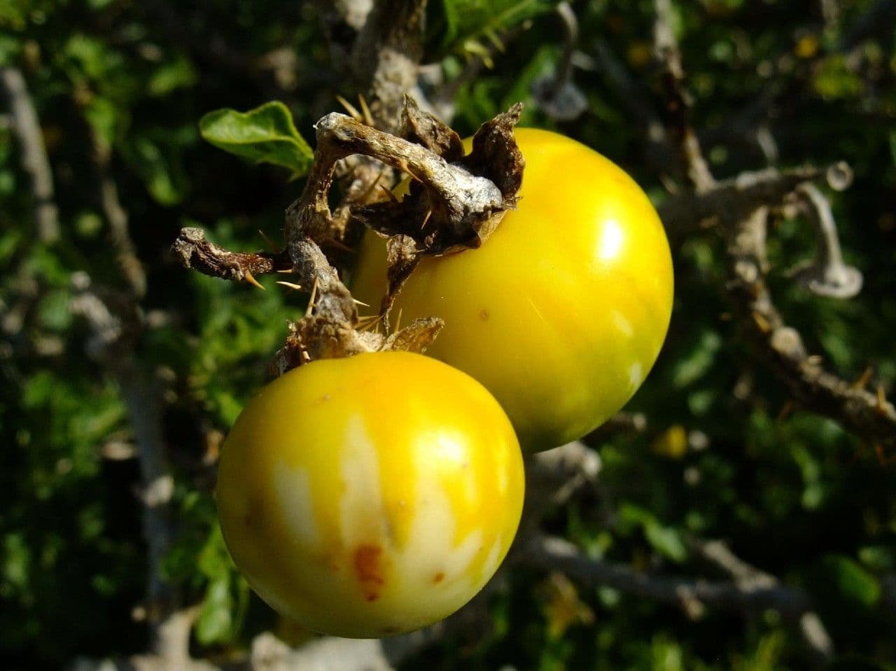 Solanum 3