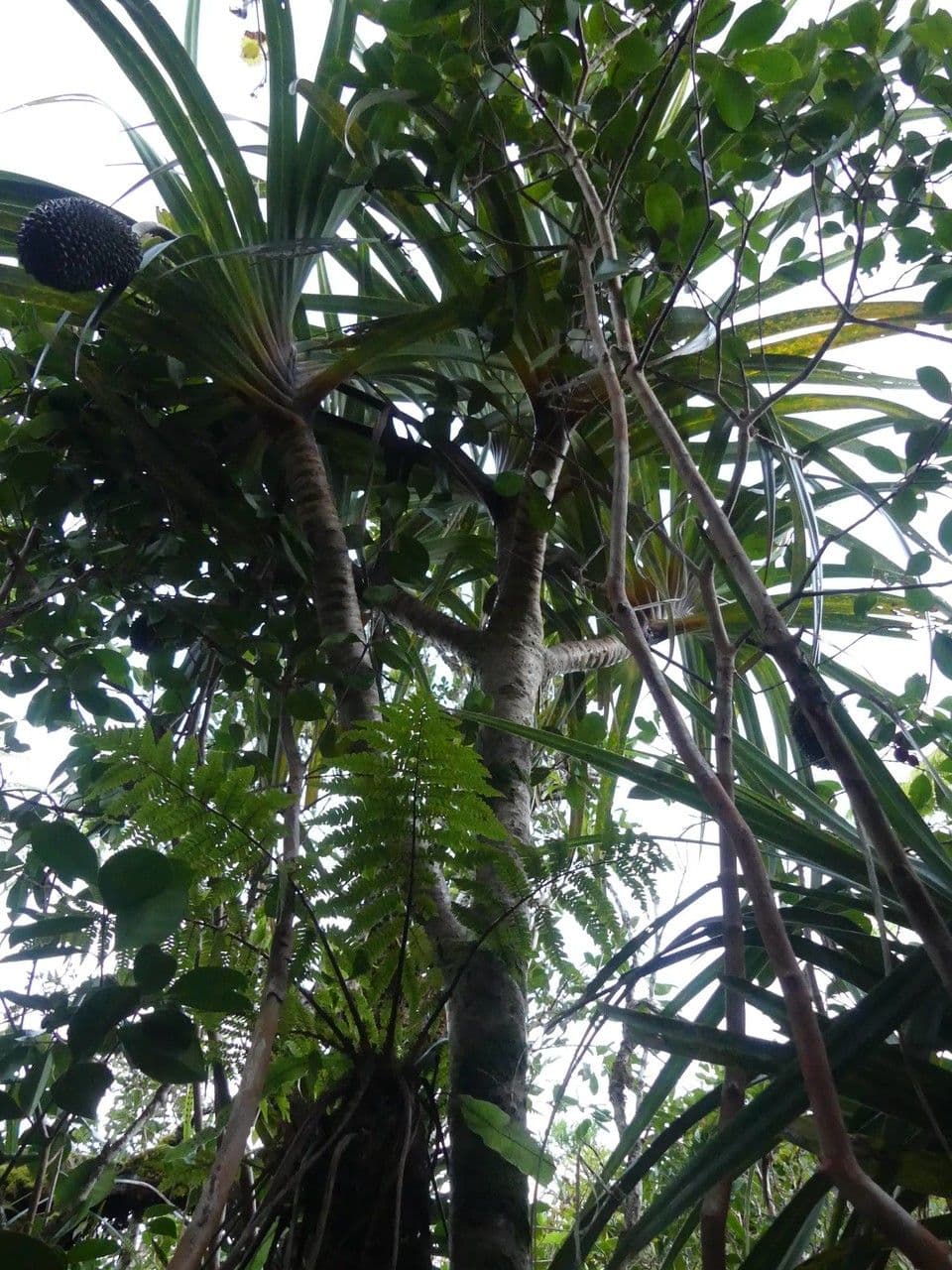 Pandanus 9