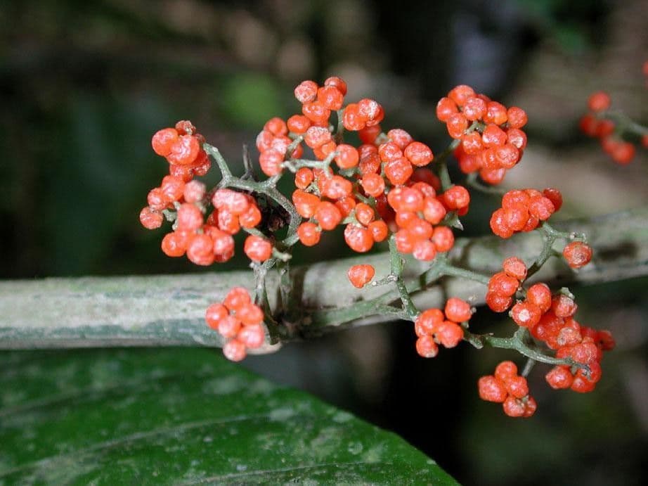 Urera simplex