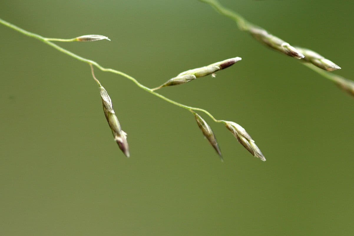 Eragrostis válcovitokvětá