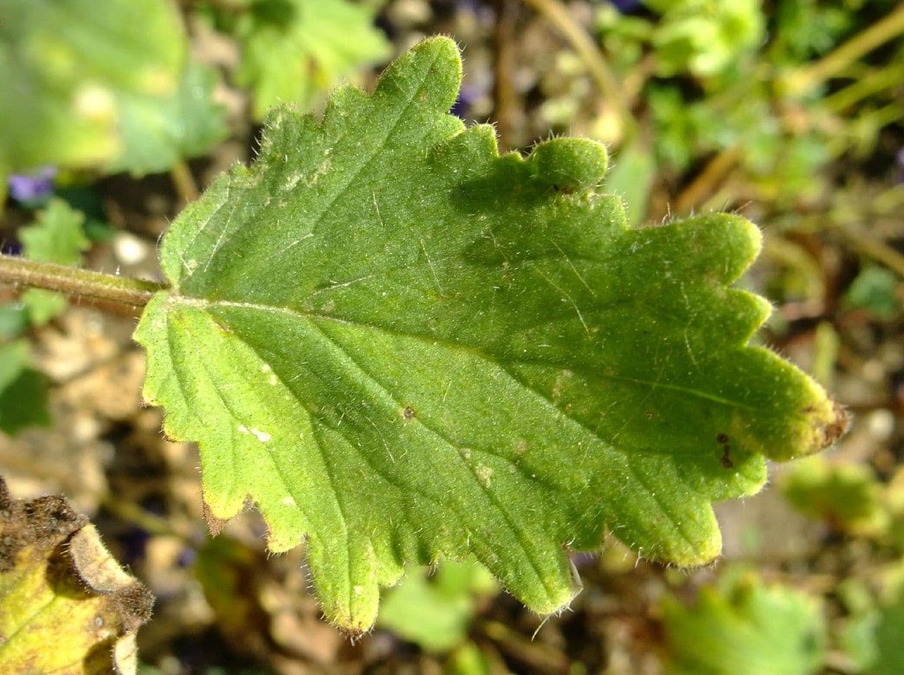 Großblütige Phacelia 19