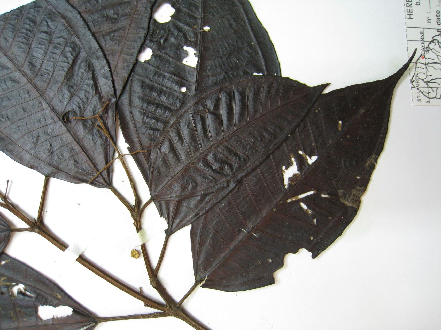 Miconia argyrophylla 6