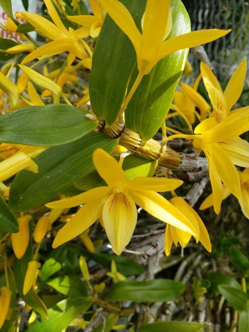 Dendrobium
