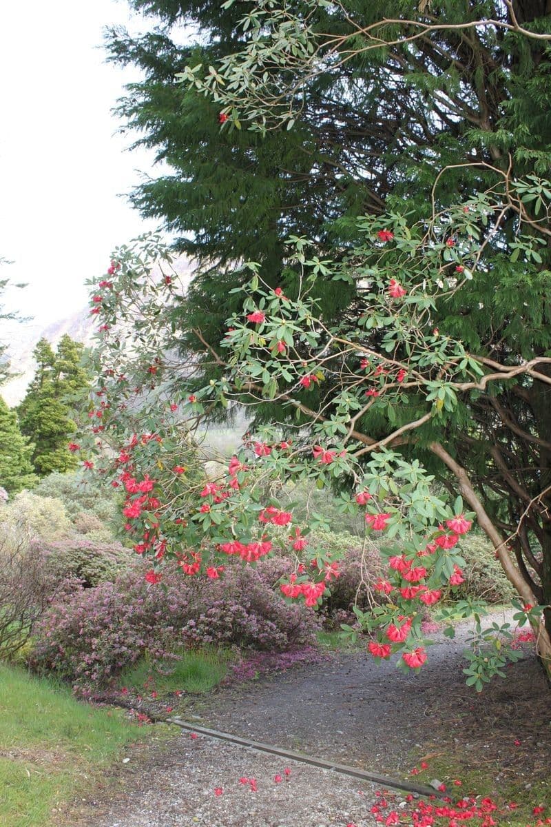 Rododendron 6