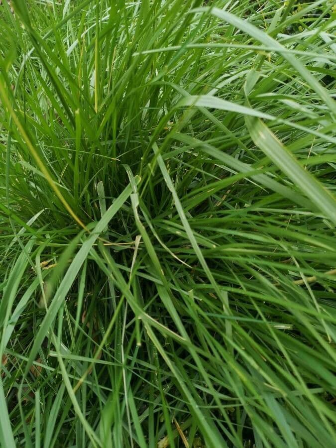 Festuca falascona 12