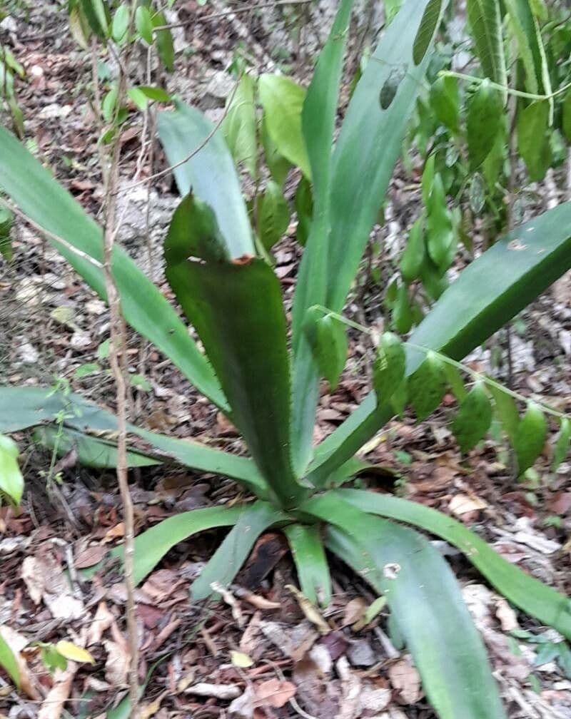 Agave 4