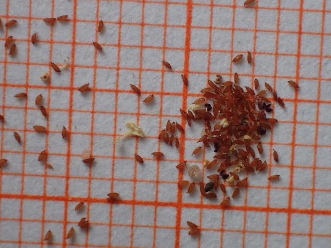 Borracina cinerea 29