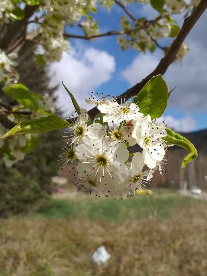 Pero di Callery 8