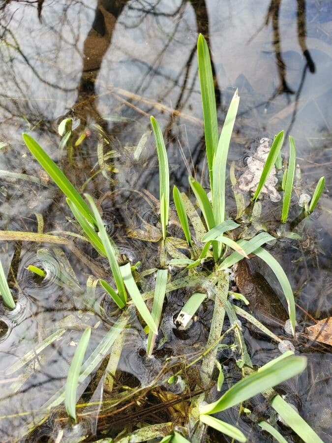 Sagittaria graminea 13