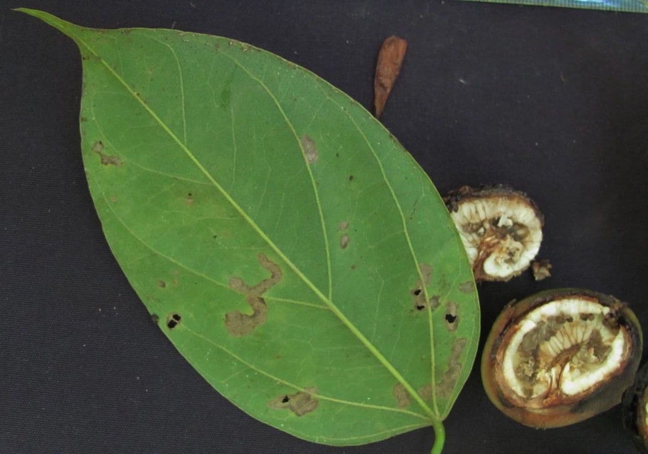 Anomospermum reticulatum 17