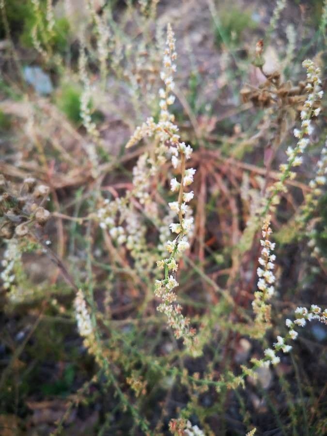 Sesamoides purpurascens 10