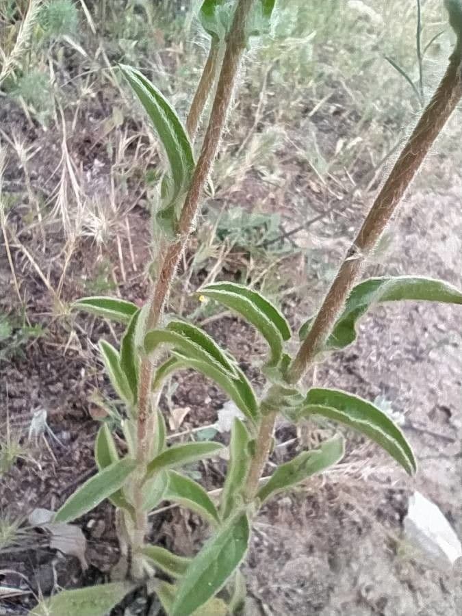 Asteroide spinoso 17