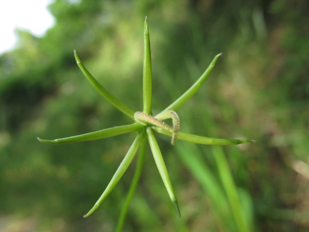 Rhagadiolus 3